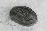 Small Proetid Trilobite - Morocco #83359-2